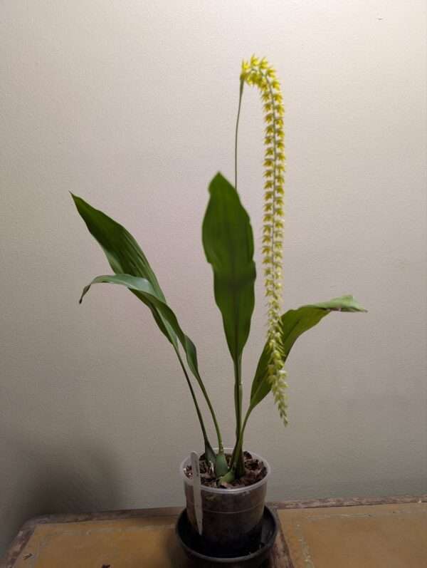 Dendrochilum magnum - Image 2