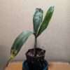 Stanhopea nigroviolacea - Image 2
