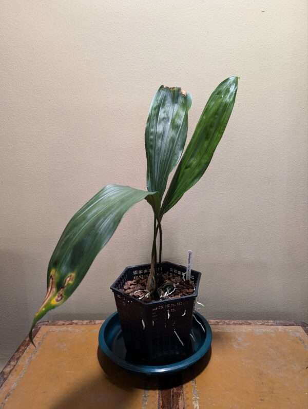 Stanhopea nigroviolacea - Image 2