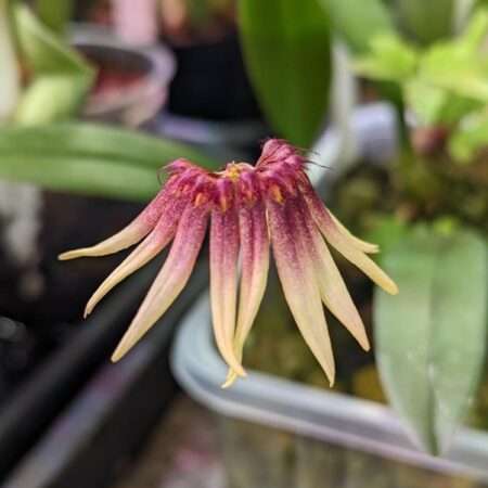 Bulbophyllum