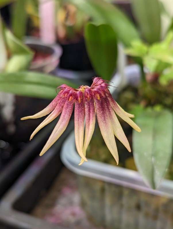 Bulbophyllum acuminatum orchid flower for sale