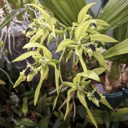 Coelogyne South Carolina orchid flower