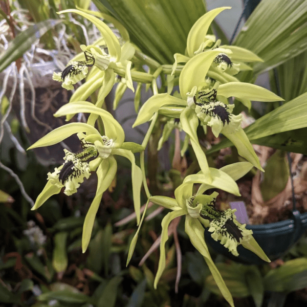 Coelogyne South Carolina