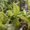 Coelogyne pandurata orchid flower
