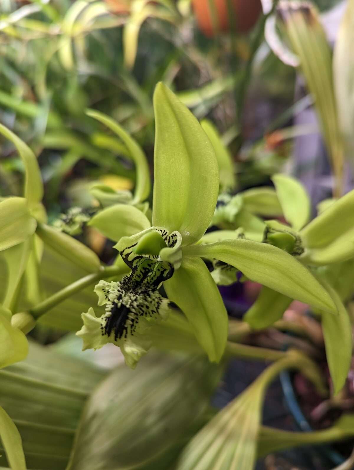 Coelogyne pandurata orchid flower