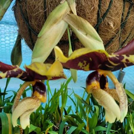 Stanhopea nigroviolacea flower orchid for sale