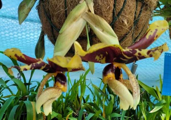 Stanhopea nigroviolacea flower orchid for sale