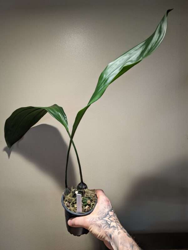 Stanhopea nigroviolacea orchid for sale