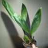 Coelogyne South Carolina Orchid for sale