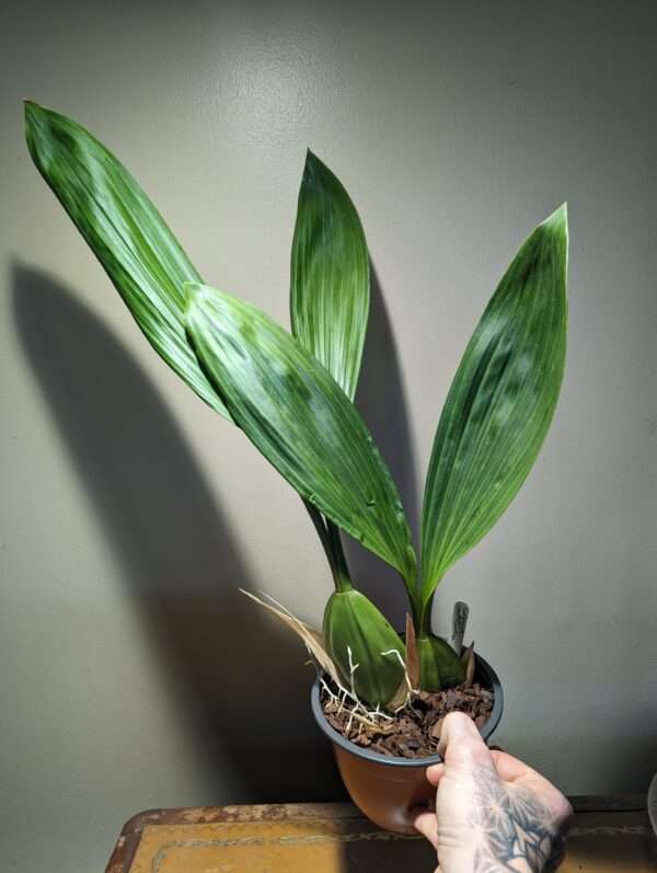 Coelogyne South Carolina Orchid for sale