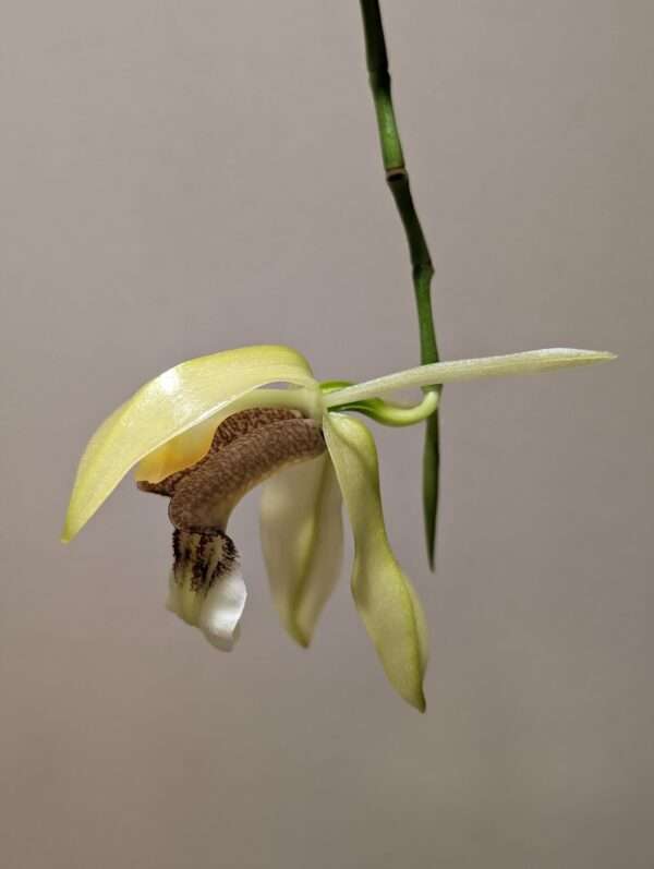 Coelogyne celebensis orchid flower