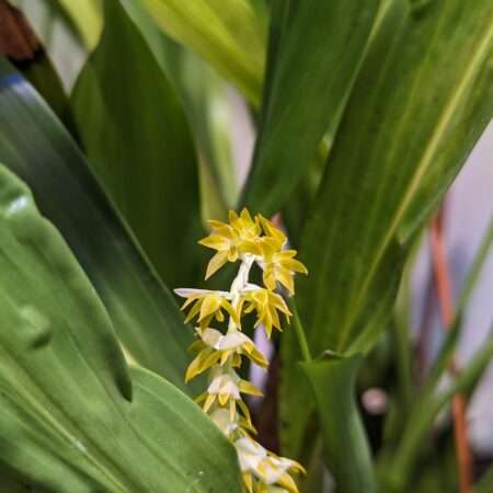 dendrochilum magnum