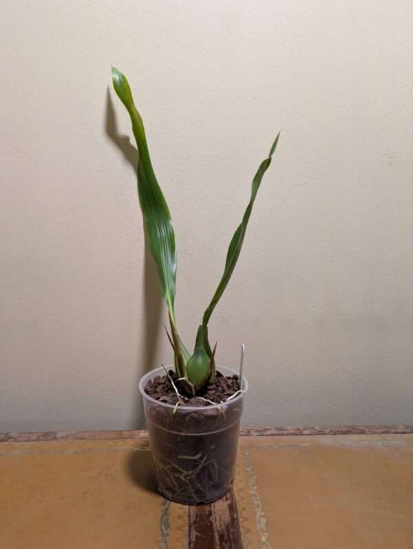 Coelogyne Memoria Louis Forget - Image 4