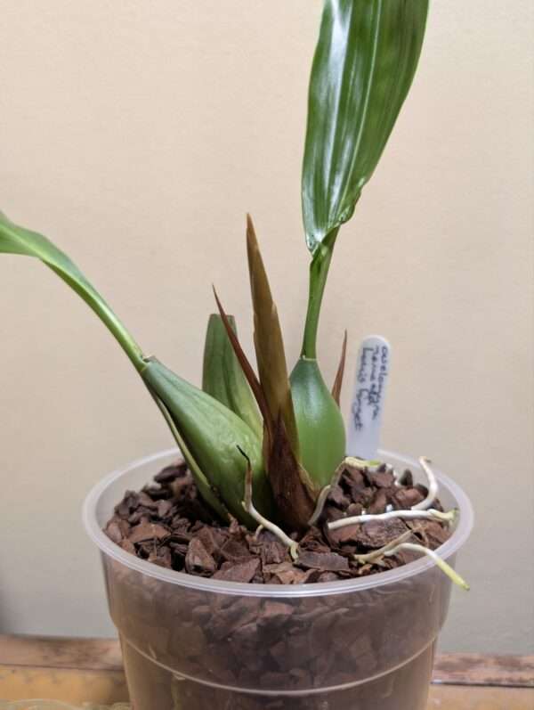 Coelogyne Memoria Louis Forget - Image 5