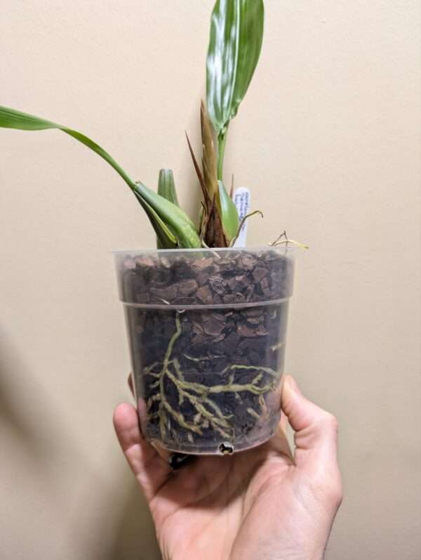Coelogyne Memoria Louis Forget - Image 3