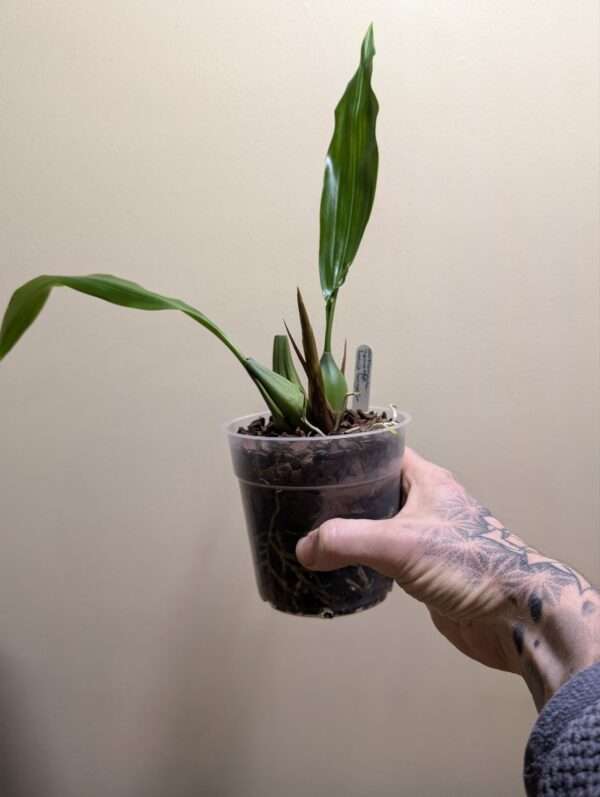 Coelogyne Memoria Louis Forget - Image 2
