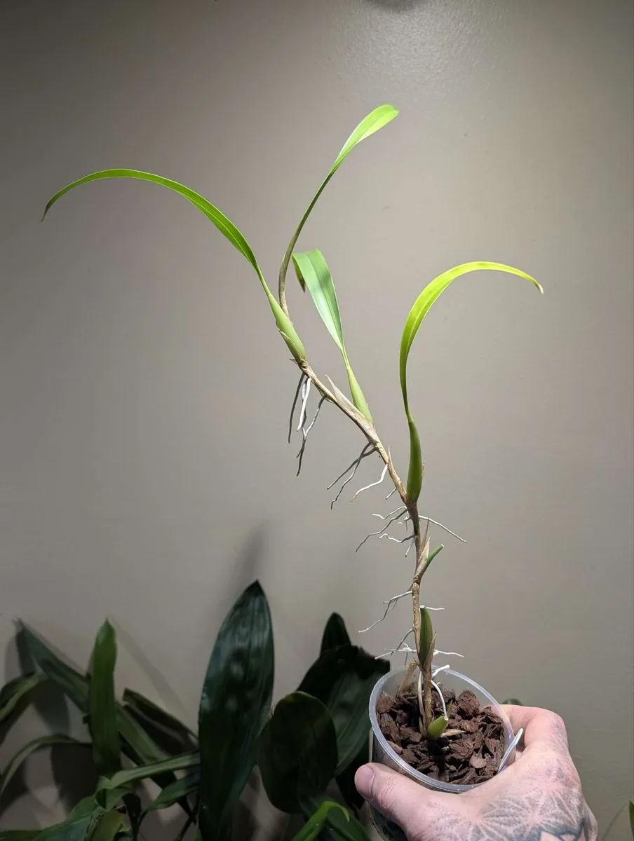 Dendrochilum pallidiflavens - Image 2