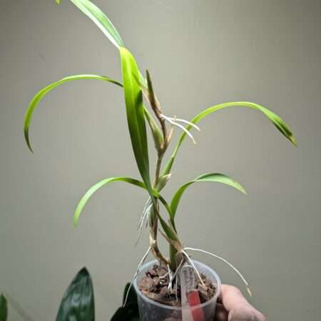 Dendrochilum pallidiflavens