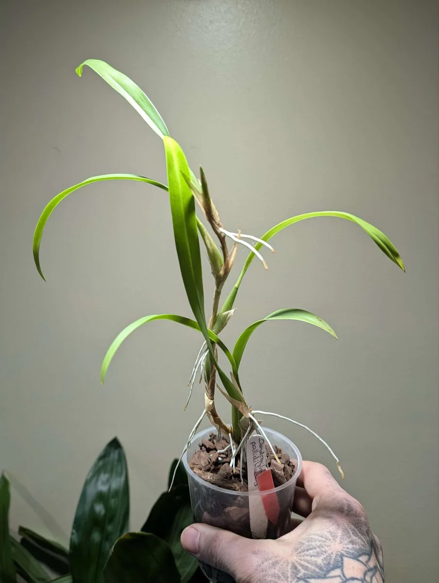 Dendrochilum pallidiflavens