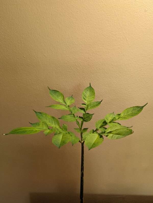 Amorphophallus konjac aroid houseplant for sale