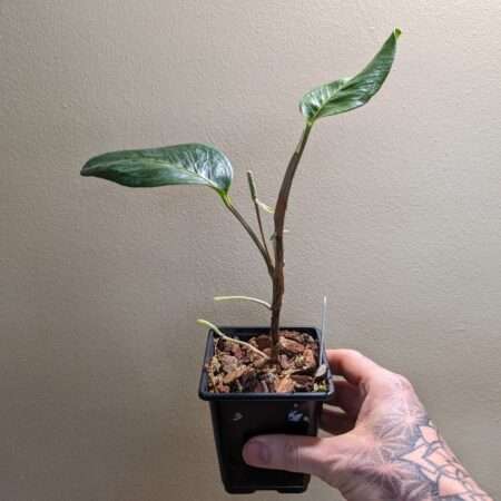 Anthurium scandens houseplant for sale