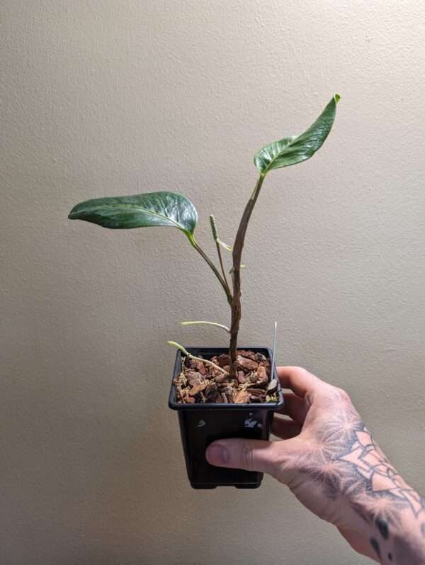 Anthurium scandens houseplant for sale
