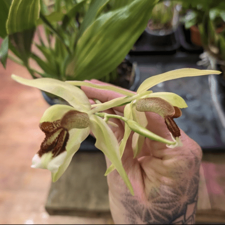 Coelogyne Neroli Cannon orchid flower