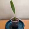 Coelogyne Neroli Cannon orchid plant