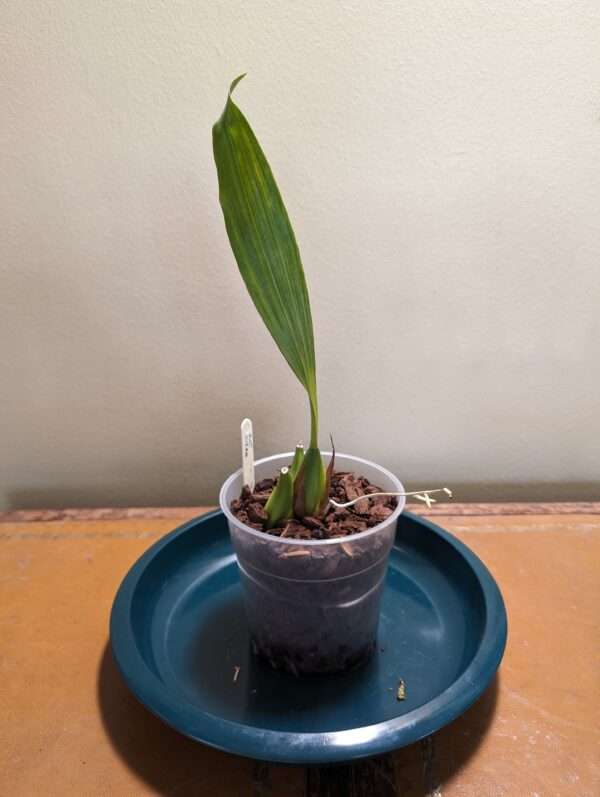 Coelogyne Neroli Cannon orchid plant