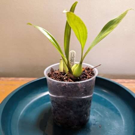 Coelogyne multiflora orchid