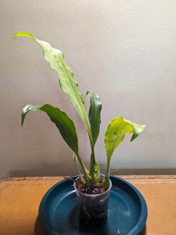 Coelogyne xyrekes ‘White’ orchid