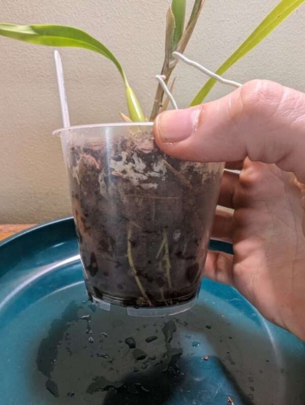 Dendrochilum pallidiflavens orchid plant for sale