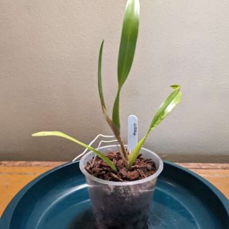 Dendrochilum pallidiflavens orchid plant