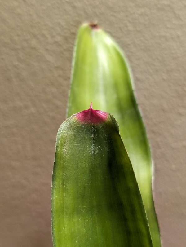 Neoregelia spectabilis Fingernail plant for sale
