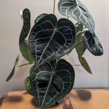 Aroids