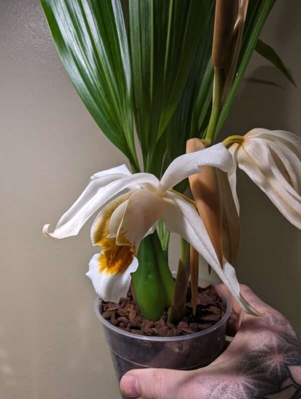 Coelogyne Memoria Louis Forget orchid flower