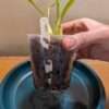 Coelogyne multiflora orchid plant for sale
