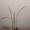Maxillaria tenuifolia - Image 2