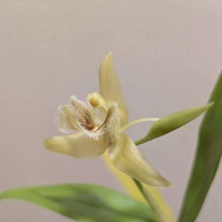 Coelogyne pallens