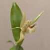 Coelogyne pallens - Image 5