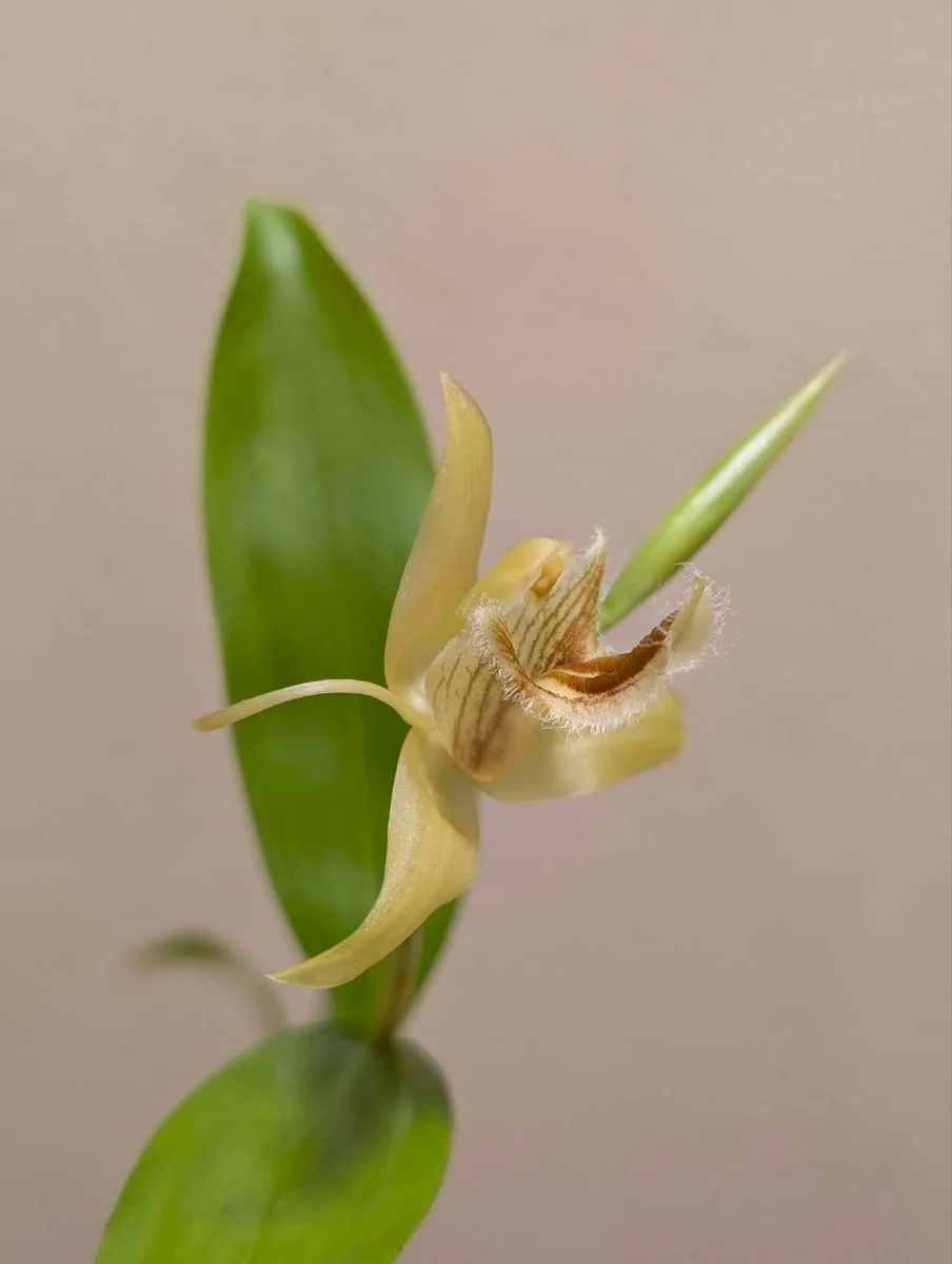 Coelogyne pallens - Image 5