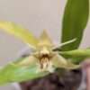 Coelogyne pallens - Image 4
