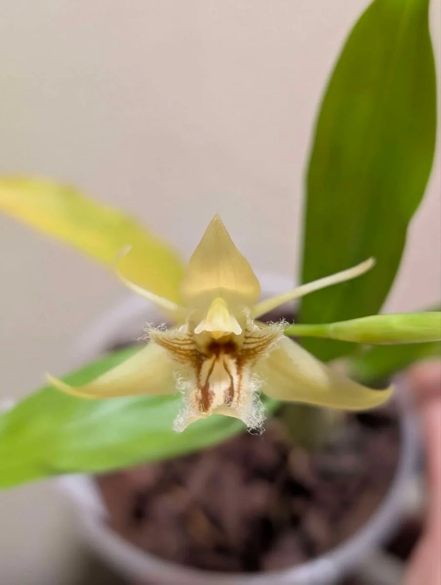 Coelogyne pallens - Image 4