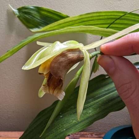 Coelogyne Lyme Bay orchid flower