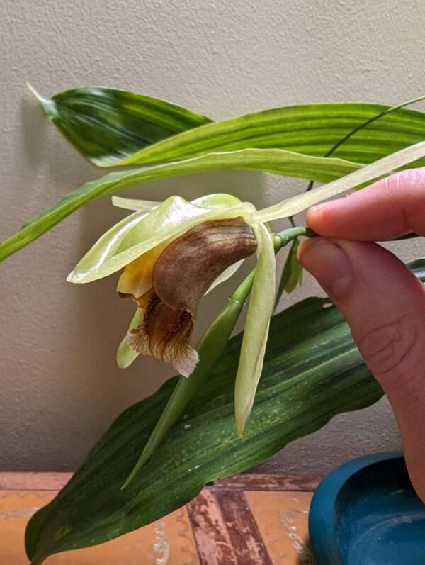Coelogyne Lyme Bay orchid flower