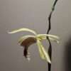 Coelogyne Rebecca Howe orchid flower