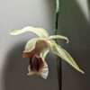 Coelogyne Rebecca Howe orchid flower
