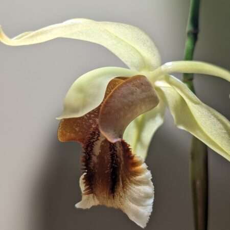 Coelogyne Rebecca Howe orchid flower