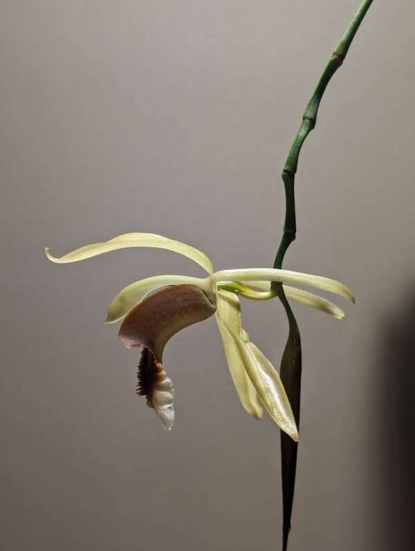 Coelogyne Rebecca Howe orchid flower