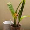 Coelogyne ecarinata x speciosa